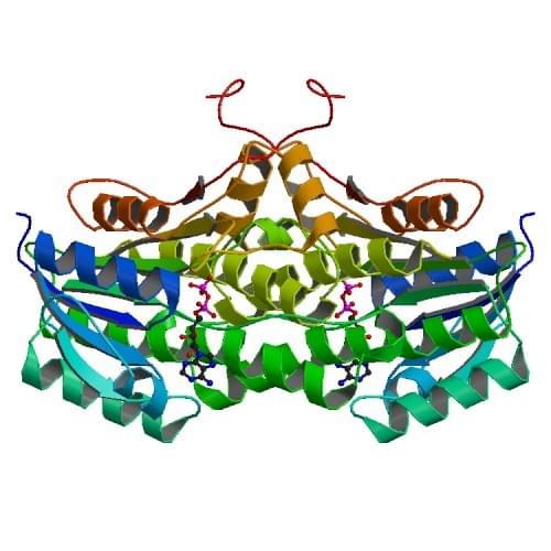 Enzyme Activity Measurement of N-Acylmannosamine 1-Dehydrogenase Using Spectrophotometric Assays